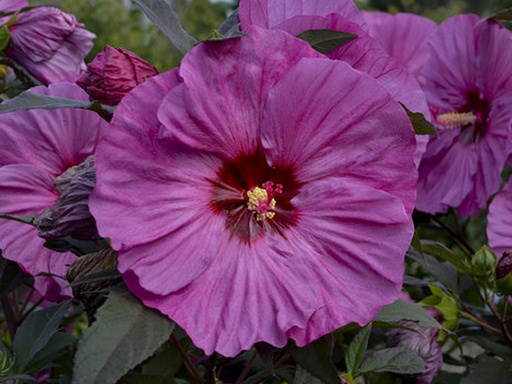 [Summerific Berry Awesome Proven Winner Hibiscus : 3 Gallon] Summerific Berry Awesome Proven Winner Hibiscus ® : 3 Gallon