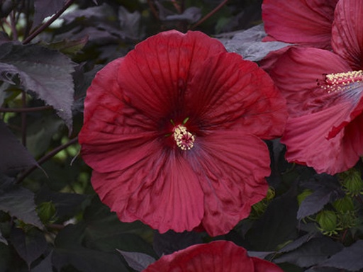 [Summerific Holy Grail PW : 3 Gallon] Summerific Holy Grail Proven Winner Hibiscus ® : 3 Gallon
