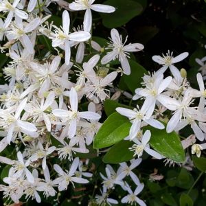 Mrs N Thompson Clematis : 2 Gallon