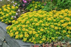 Kamtschaticum Stonecrop Sedum : Cell