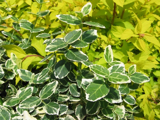 Emerald Gaiety Euonymus : 1 Gallon