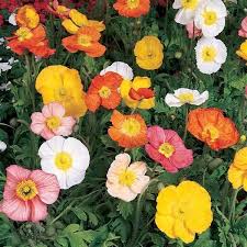 Champagne Bubbles Poppy : 4 Inch Pot
