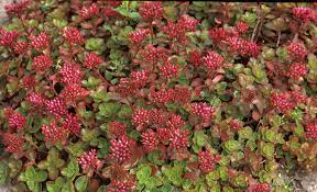 Fulda Glow Fuldagut Sedum : 1 Gallon