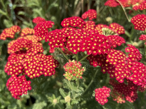 Strawberry Seduction Yarrow : 1 Gallon