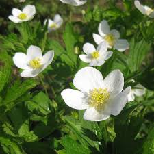 Meadow Anemone : 1 Gallon