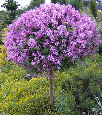 [Bloomerang Dark Purple Lilac on STD : 15 Gallon] Bloomerang Dark Purple Lilac on STD ® PW : 15 Gallon
