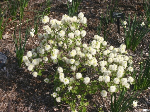 Dwarf Fothergilla : 7 Gallon