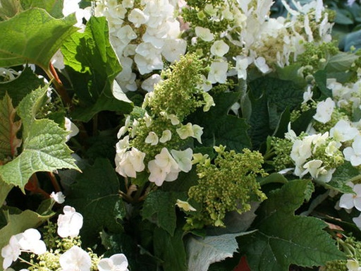 Oakleaf Hydrangea : 5 Gallon