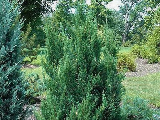 Daub's Frosted Juniper : 5 Gallon