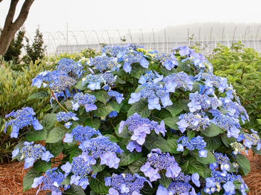 [Endless Summer Pop Star Hydrangea : 3 Gallon] Endless Summer Pop Star Hydrangea ® : 3 Gallon