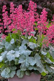 Berry Timeless Coral Bells : 1 Gallon