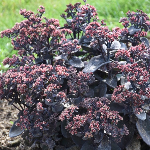 Back in Black Rock 'N Grow Sedum : 1 Gallon