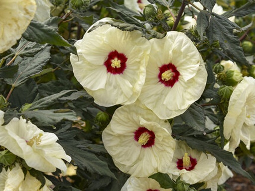 [Summerific French Vanilla Hibiscus : 3 Gallon] Summerific French Vanilla Hibiscus ® : 3 Gallon
