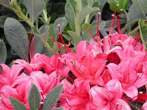 Red Millenium Azalea : 2 Gallon