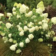 Limelight Hydrangea ® PW : 10 Gallon