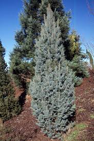 Columnar Colorado Spruce : 14 Foot