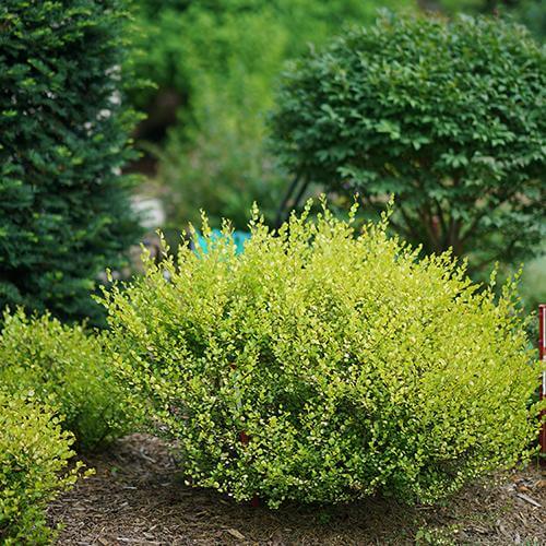 Cesky Gold ® PW : 5 Gallon