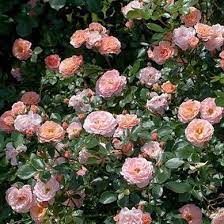 Highwire Flyer Rose : 2 Gallon