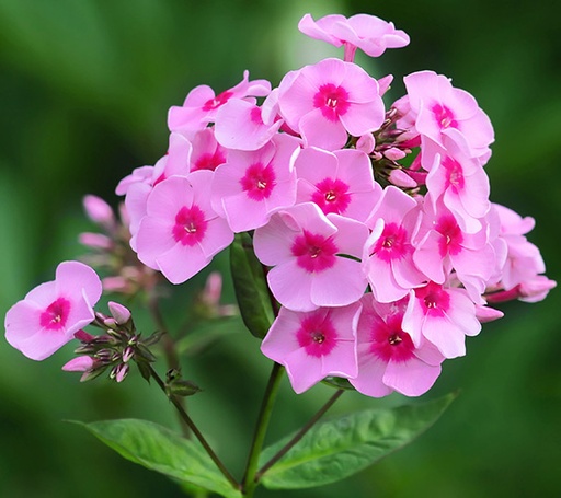 Flame Pink Phlox : 1 Gallon