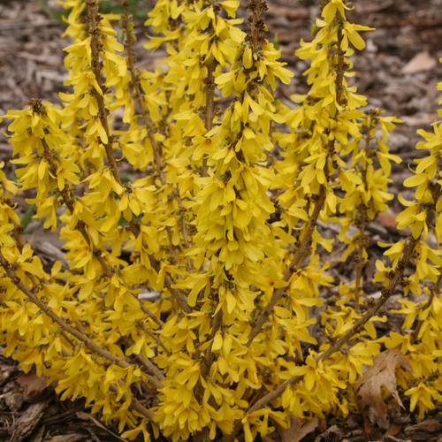 [Show Off Sugar Baby Forsythia : 3 Gallon] Show Off Sugar Baby Forsythia ® PW : 3 Gallon