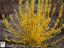 [Show Off Starlet Forsythia : 3 Gallon] Show Off Starlet Forsythia ® PW : 3 Gallon