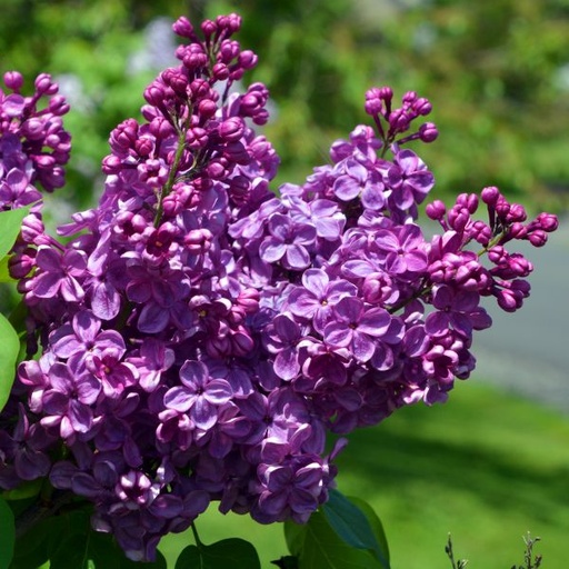 Agincourt Beauty Lilac : 2 Foot