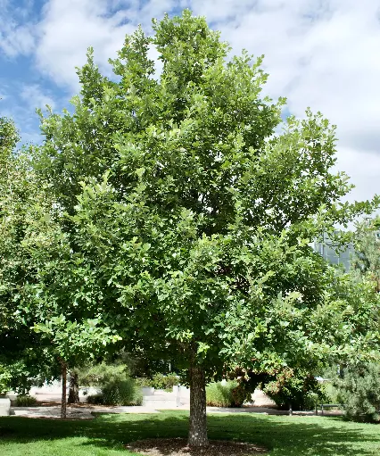 American Dream Oak : 4 Inch