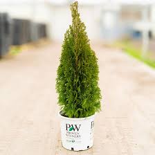 North Pole Arborvitae : 4 Foot