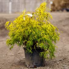 Lemon Thread Japanese False Cypress : 3 Gallon