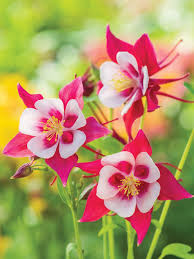 Earlybird Red/White Columbine : 1 Gallon