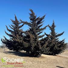 Canaert Juniper : 6 Foot