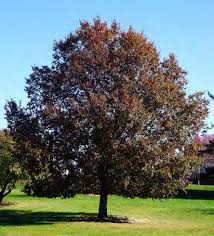 Frontier Elm : 6 Inch