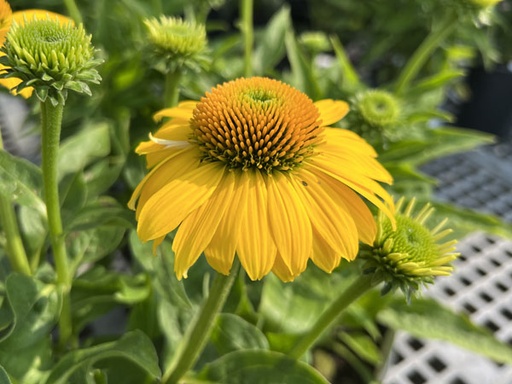 Poly Nation Yellow Coneflower : 1 Gallon