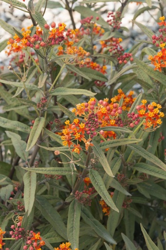 Red Butterfly Weed : 1 Gallon