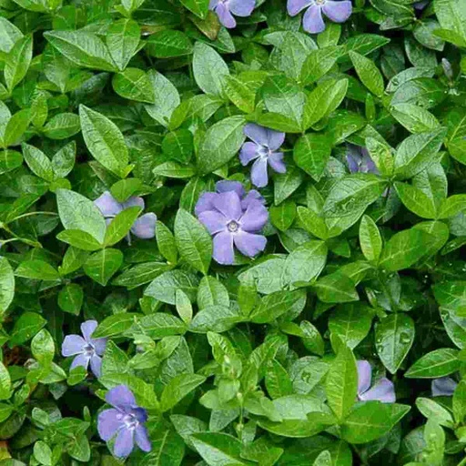 Vinca Minor Bowles : Flat