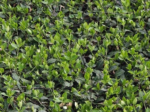 Purple Leaf Wintercreeper : Flat