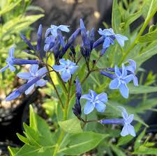 Blue Ice Hybrid Amsonia : 1 Gallon