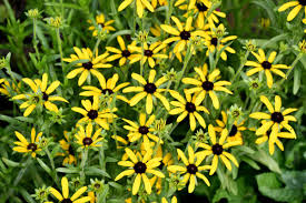 Sweet as Honey Black Eyed Susan : 1 Gallon