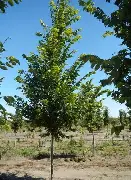 New Harmony Elm : 2 Inch