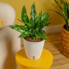 Chinese Evergreen - Assorted : 6 Inch Pot