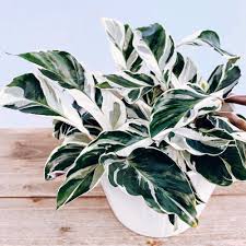 Peacock Plant : 6 Inch Pot