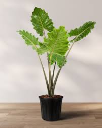 Elephant Ear 'Upright Ruffles' : 14 Inch Pot
