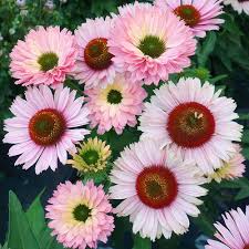 Sunseeker® Salmon Coneflower : 1 Gallon