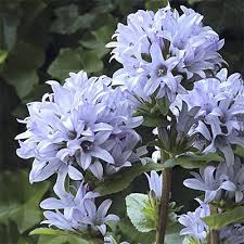 Clustered Bellflower Emerald : 1 Gallon