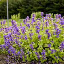 Chartreuse on the Loose Catmint : 1 Gallon