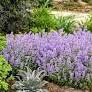 Cat's Meow Catmint : 1 Gallon