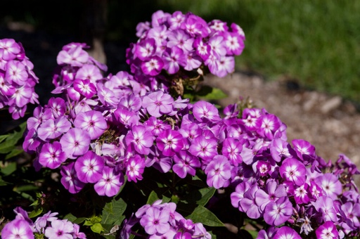 Grape Lollipop Phlox : 1 Gallon