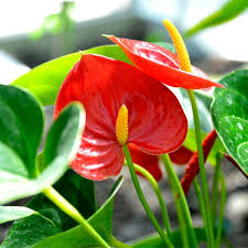 Flamingo Flower - Assorted : 5 Inch Pot
