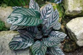 Pinstripe Plant : 6 Inch Pot