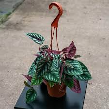 Rex Begonia Vine : 8 Inch HB